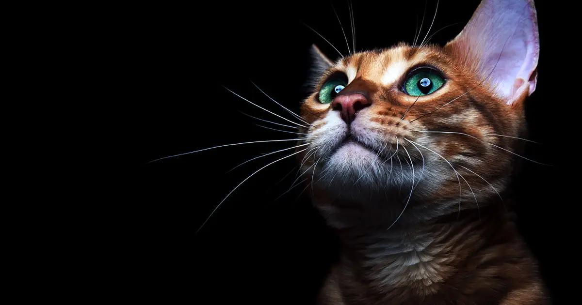 I Gatti più belli del mondo Padova 2027: torna l’Esposizione Internazionale Felina